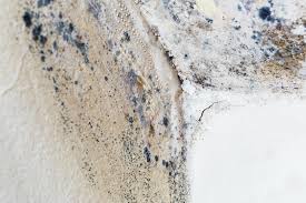 Mold Documentation for Insurance Claims in Uhrichsville, OH